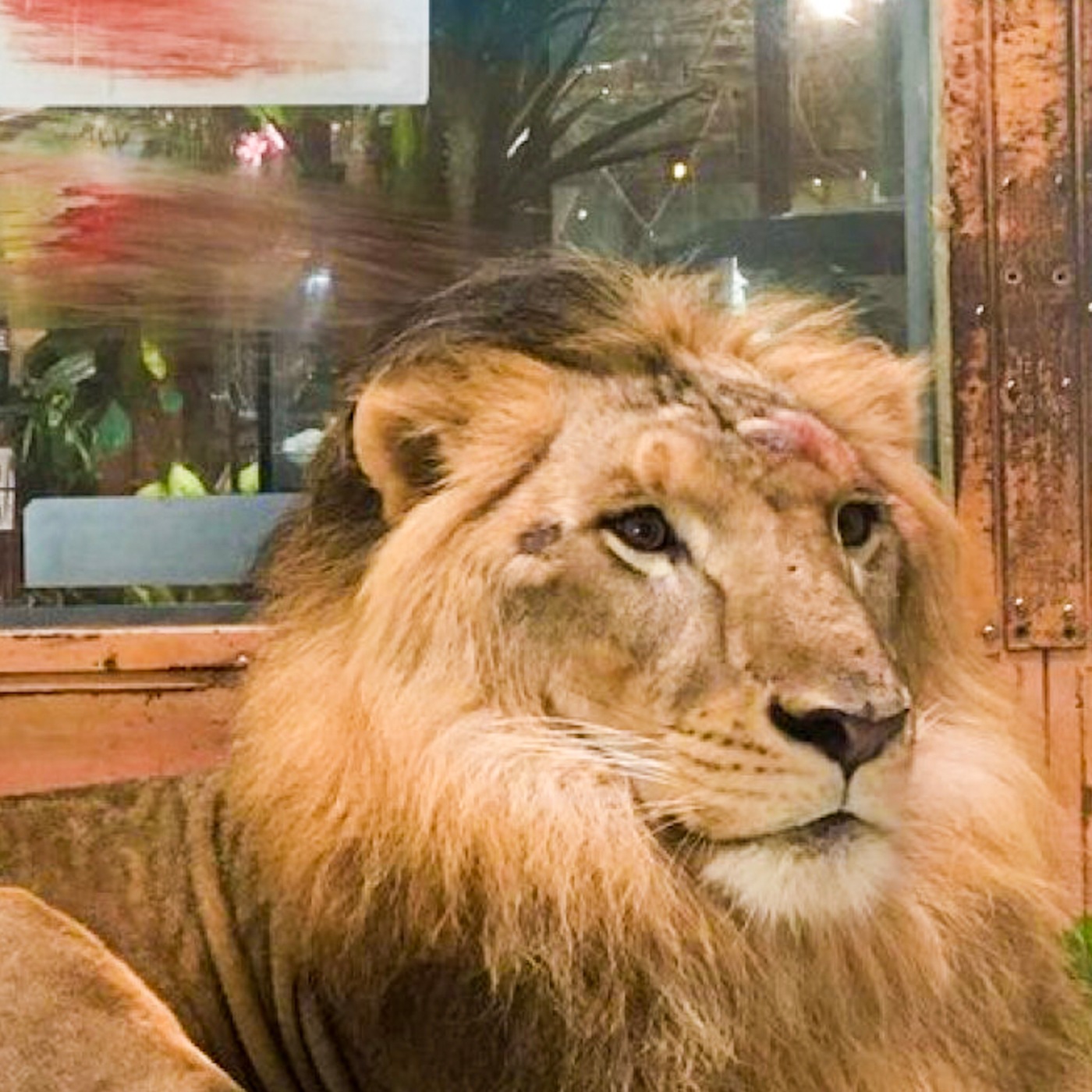 「ピエリ守山のライオン　ハゲ」の画像検索結果